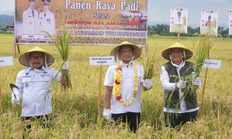 Panen Raya di Desa Mantawa, Mendagri RI Tito Karnavian: Penuhi Undangan Khusus Bupati Banggai untuk Bantu Persediaan Pupuk Petani